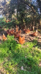 Gallines al bosc