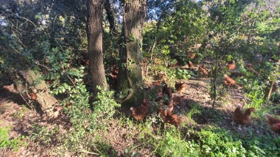 Gallines al bosc