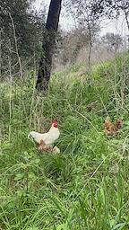 Gallines al bosc