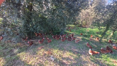 Gallines al bosc