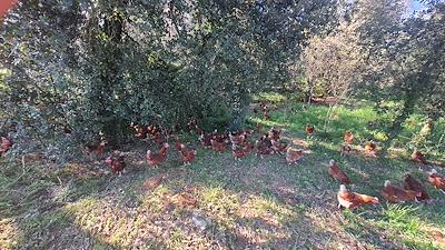 Gallines al bosc
