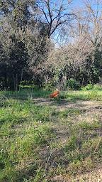 Gallines al bosc
