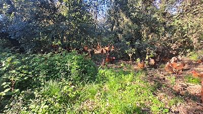 Gallines al bosc