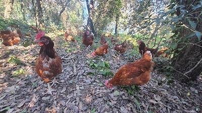 Gallines al bosc