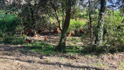 Gallines al bosc