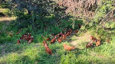 Gallines al bosc
