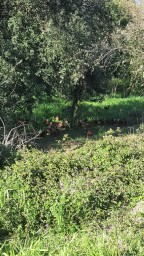 Gallines al bosc