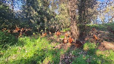 Gallines al bosc