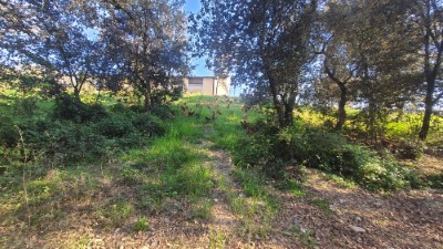 Gallines al bosc